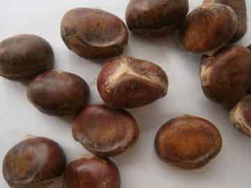 chesnut
